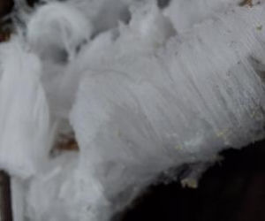 Wata cukrowa rośnie na drzewach? Takie cuda sfotografowali leśnicy z Warmii i Mazur