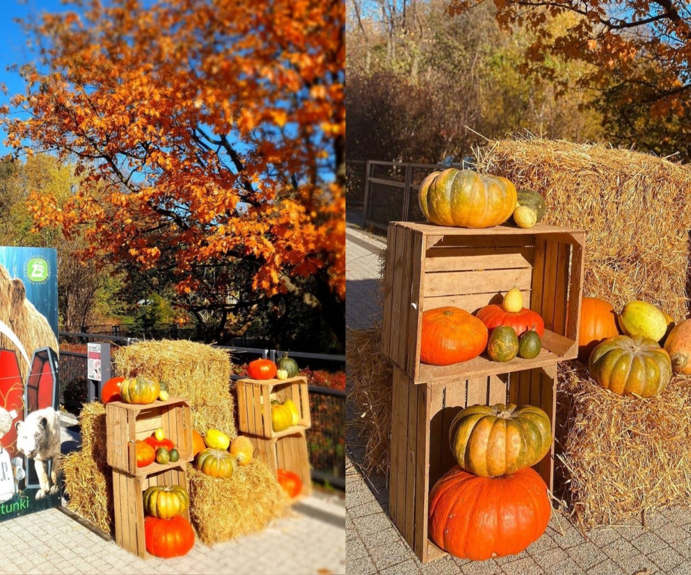 Wymarłe gatunki i jak je znaleźć. W Warszawskim ZOO trwa Halloweenowy Tydzień!