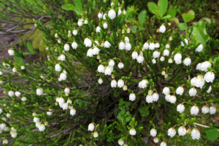 Kasjopeja widłakowata - Cassiope lycopodioides
