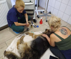 Śląskie: Co za horror! Pies był żywcem zjadany przez robaki! Nic nie dało się już zrobić [ZDJĘCIA]