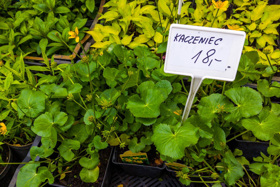 Kaczeniec – 18 zł/szt.