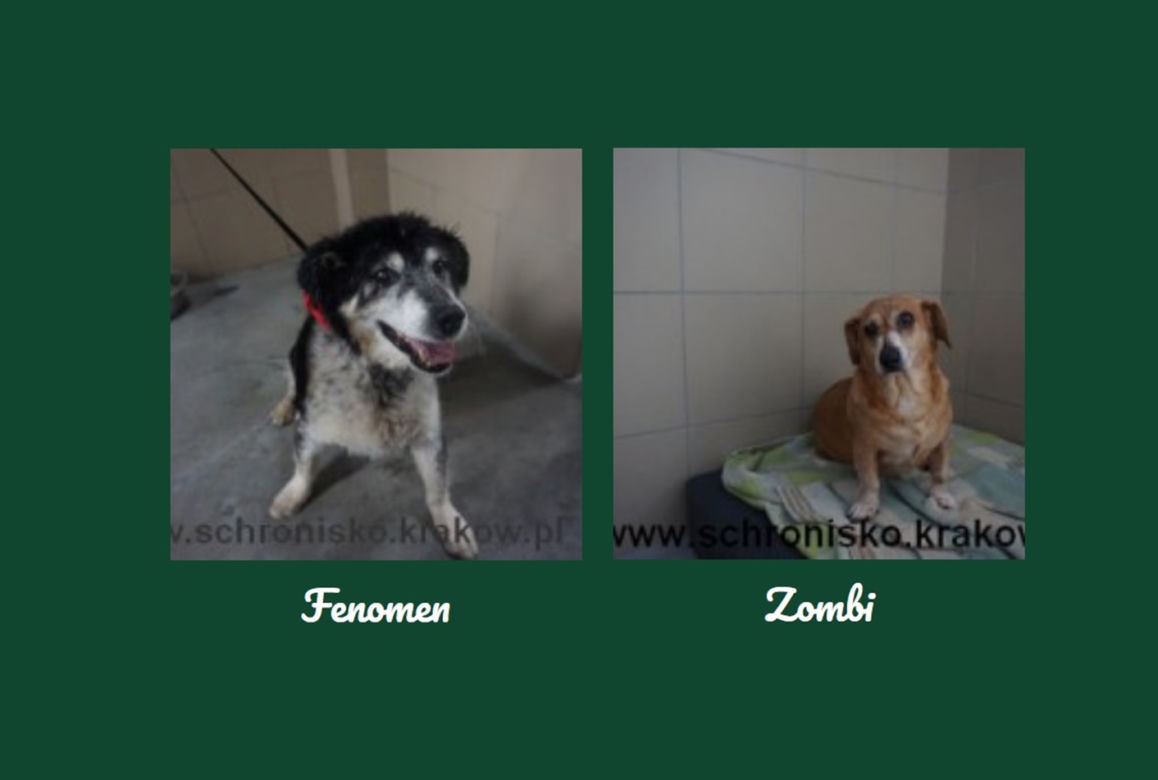 Fenomen i Zombi