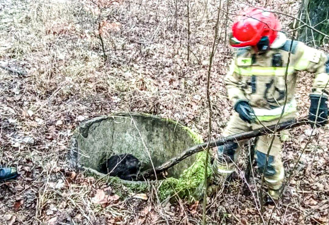 Bóbr utknął w betonowej pułapce. Lucy ruszyła na ratunek