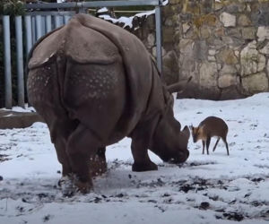 Mandżuk chiński i nosorożec indyjski starły się w Zoo Wrocław! Ponad zwierzętami jest 1,6 tony różnicy [ZDJĘCIA]