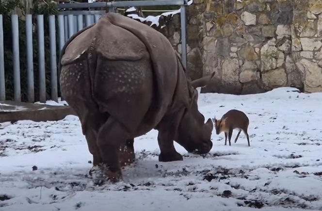 Mandżuk chiński i nosorożec indyjski starły się w Zoo Wrocław! Ponad zwierzętami jest 1,6 tony różnicy [ZDJĘCIA]