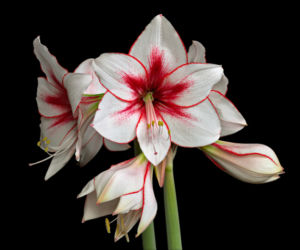 hippeastrum