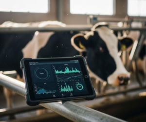 Genetyka i cyfryzacja w hodowli. Jakie zyski?