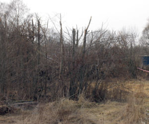 Krzaki ścięte na wysokości 2 metrów nad ziemią
