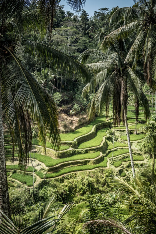 Tik Tok/Indonezja