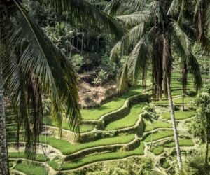 Tik Tok/Indonezja