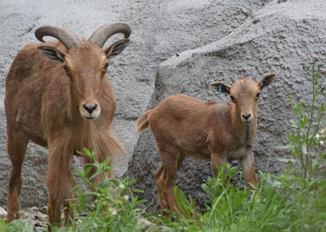 Nowe zwierzęta w zamojskim zoo: małe arui