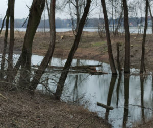 Skandal! Po co ta dewastacja? Wycięto mnóstwo starych drzew nad Wisłą