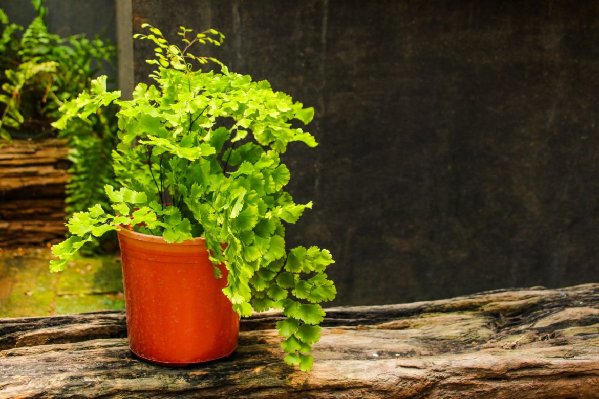 Adiantum