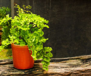 Adiantum