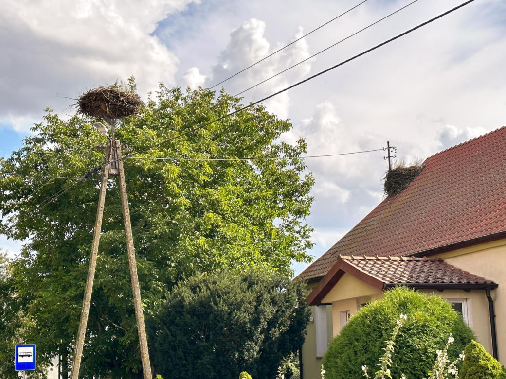 Orły plądrują wieś z jej skarbów. Żarłoczne ptaki nie mają litośc
