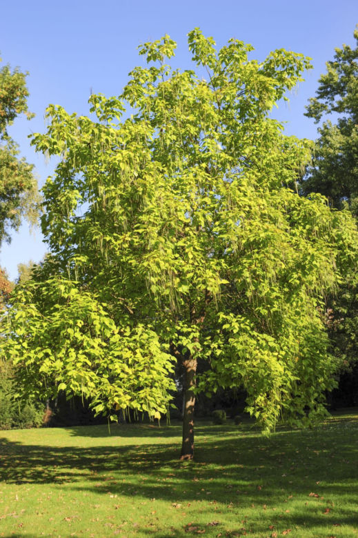 Surmia bignoniowa