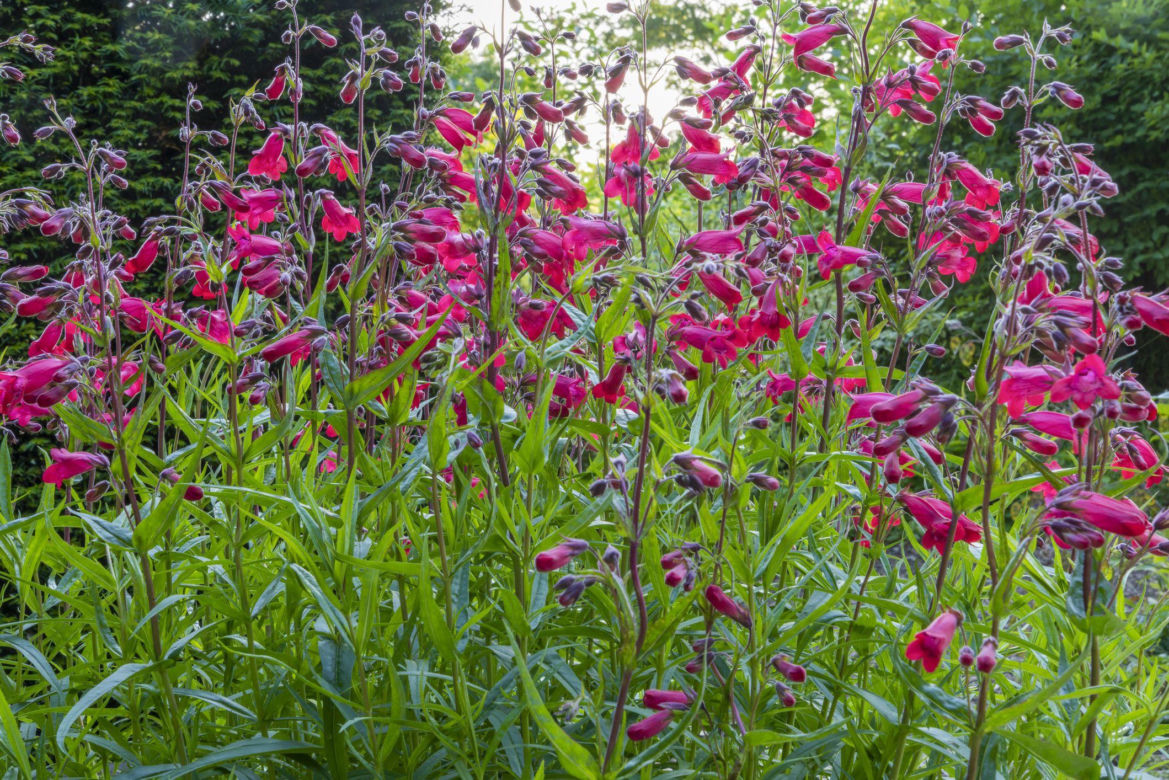 Penstemon 'Firebird'