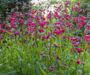 Penstemon 'Firebird'