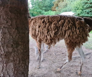 Dramat zwierząt w mini ZOO w Kałkowie