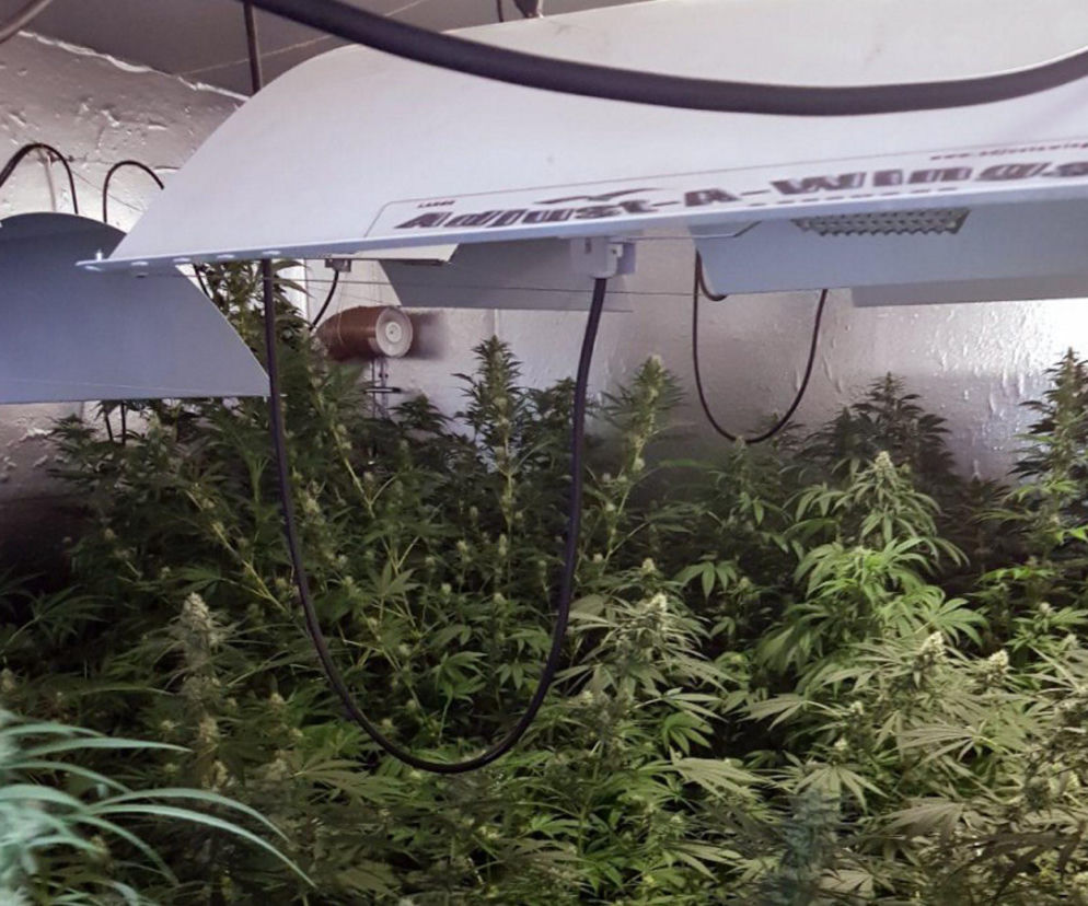 Policja zlikwidowała trzy plantacje marihuany