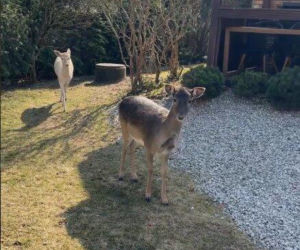 Szokujące nagranie z ogrodu Ewy Gawryluk! Takich gości się nie spodziewała
