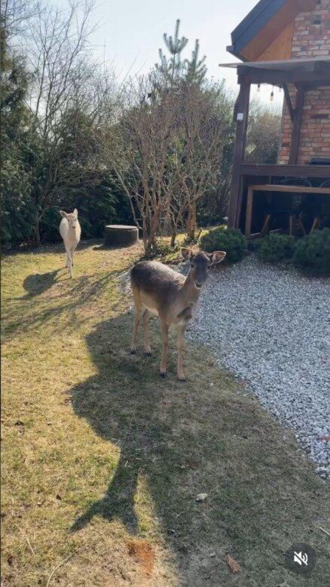 Szokujące nagranie z ogrodu Ewy Gawryluk! Takich gości się nie spodziewała
