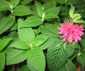 Pysznogłówka dwoista 'Pink Lace'