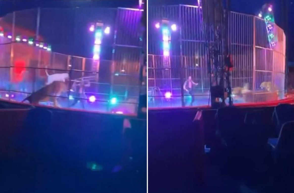 Panika w cyrku! Bunt lwów  tuz obok tłumu widzów