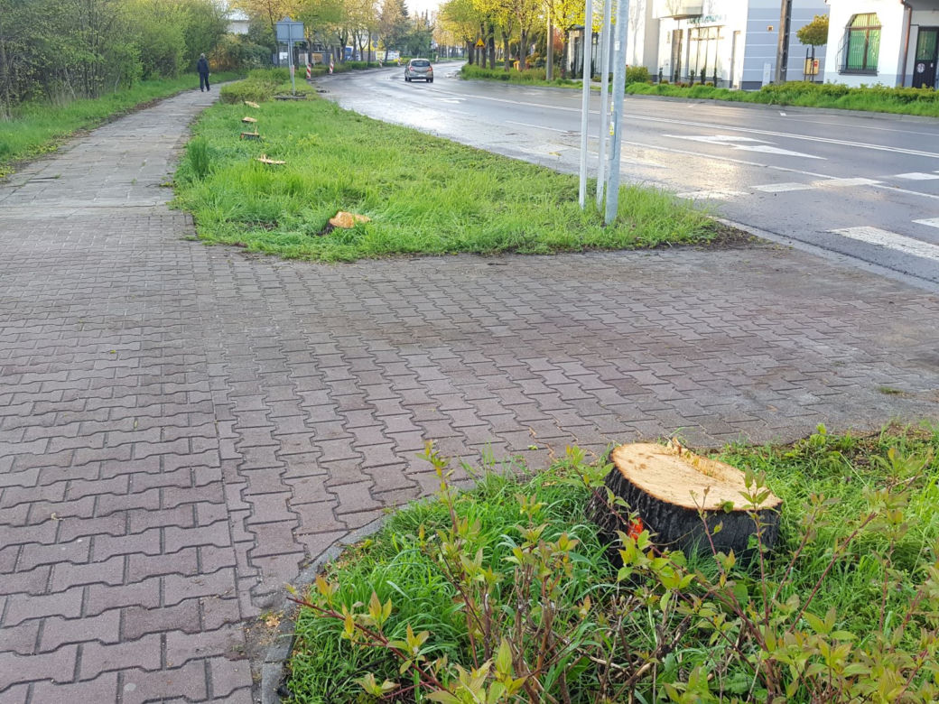 Już wycinają drzewa na ul. Fabrycznej