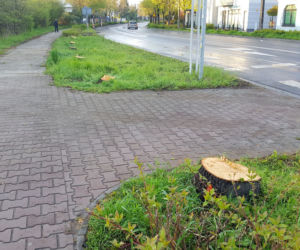 Już wycinają drzewa na ul. Fabrycznej