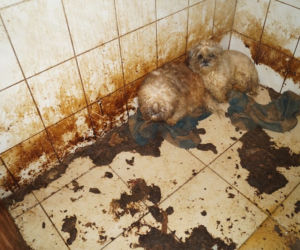 Pseudohodowla w Dobrczu pod Bydgoszczą. W takich warunkach żyło blisko 170 psów! [ZDJĘCIA]