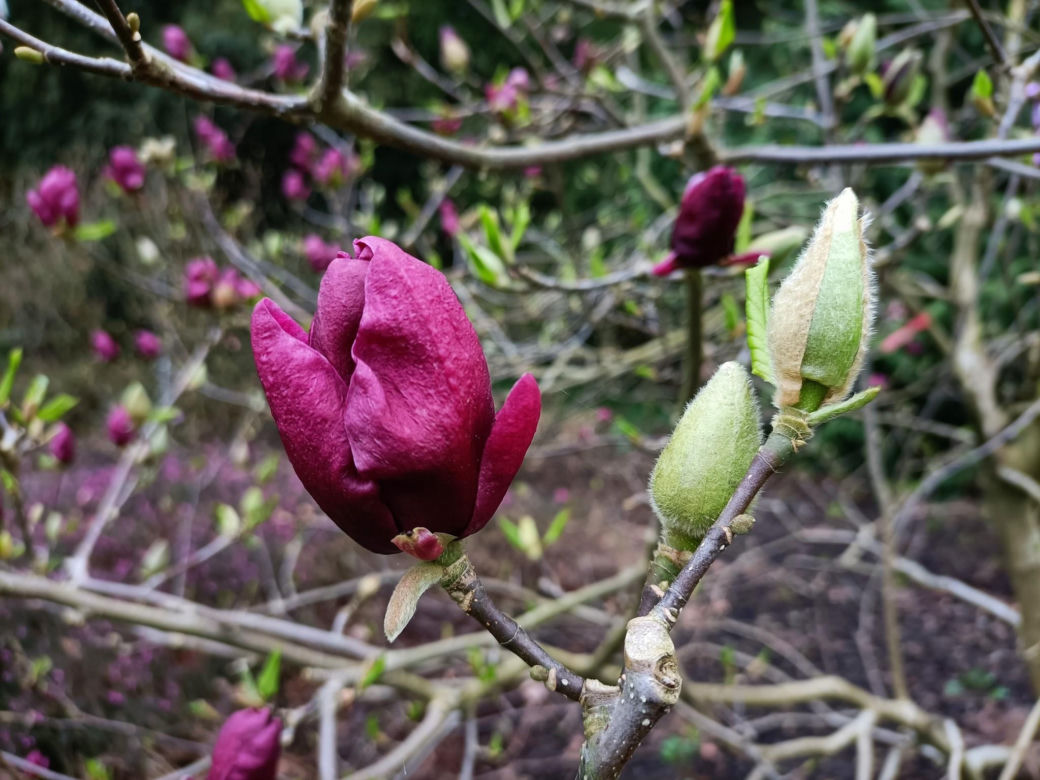 Magnolia zakwitła szybciej niż zwykle! Przyrodnicy wskazują jeden powód