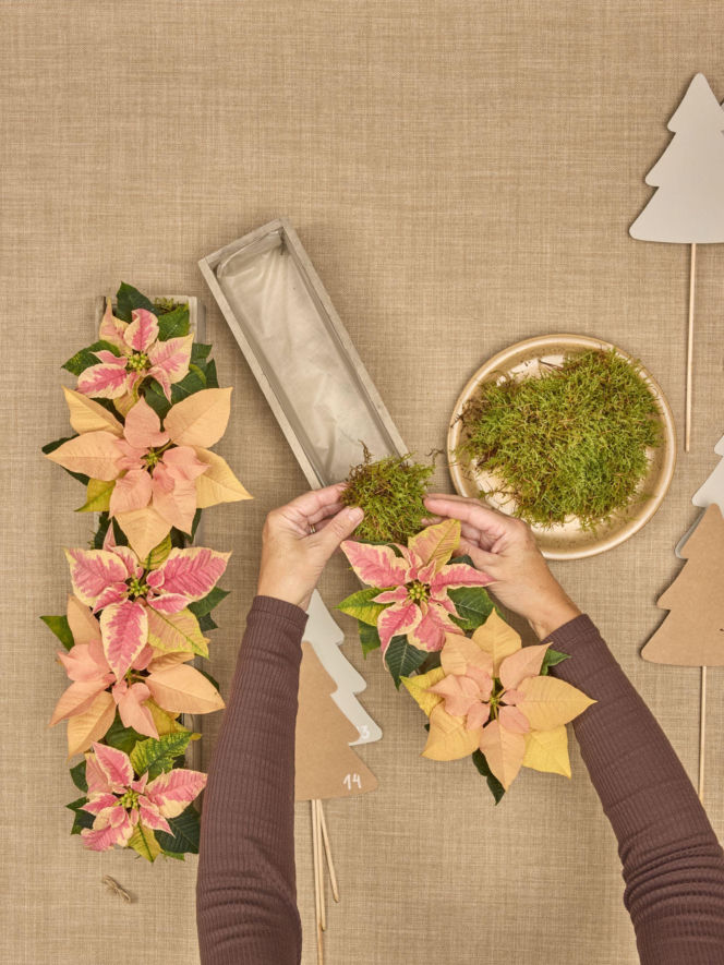 Kalendarz adwentowy z choinkami z papieru i mini poinsecjami