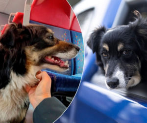 O Klarze, która jeździła koleją. Znudziło się jej pilnowanie owiec? 