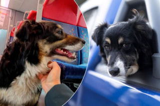 O Klarze, która jeździła koleją. Znudziło się jej pilnowanie owiec? 