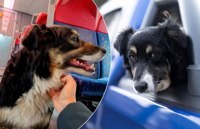 O Klarze, która jeździła koleją. Znudziło się jej pilnowanie owiec? 