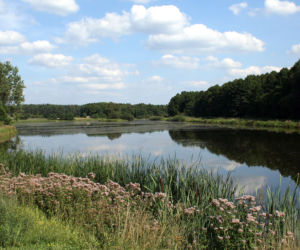 Lasy nad Górną Liswartą