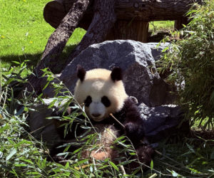 Pandy ZOO Berlin