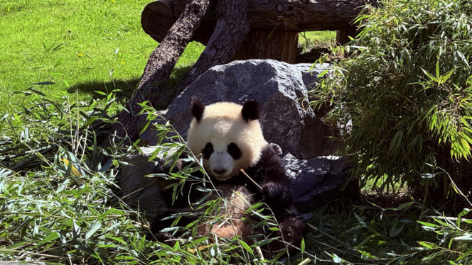 Pandy ZOO Berlin