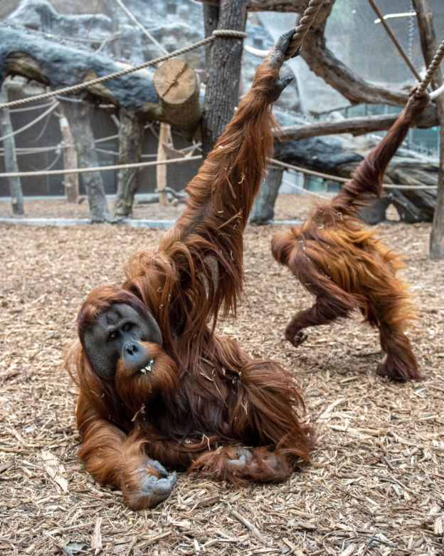 Orientarium Łódź ZOO