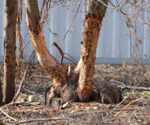 Bobry grasują na mieście [GALERIA]