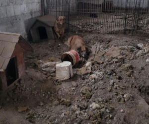 Skrajne zaniedbanie w gminie Zambrów. Odebrano 11 psów