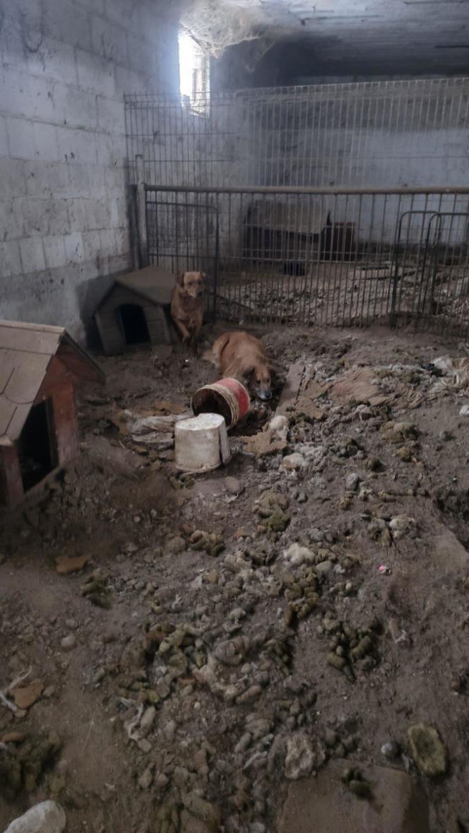 Skrajne zaniedbanie w gminie Zambrów. Odebrano 11 psów