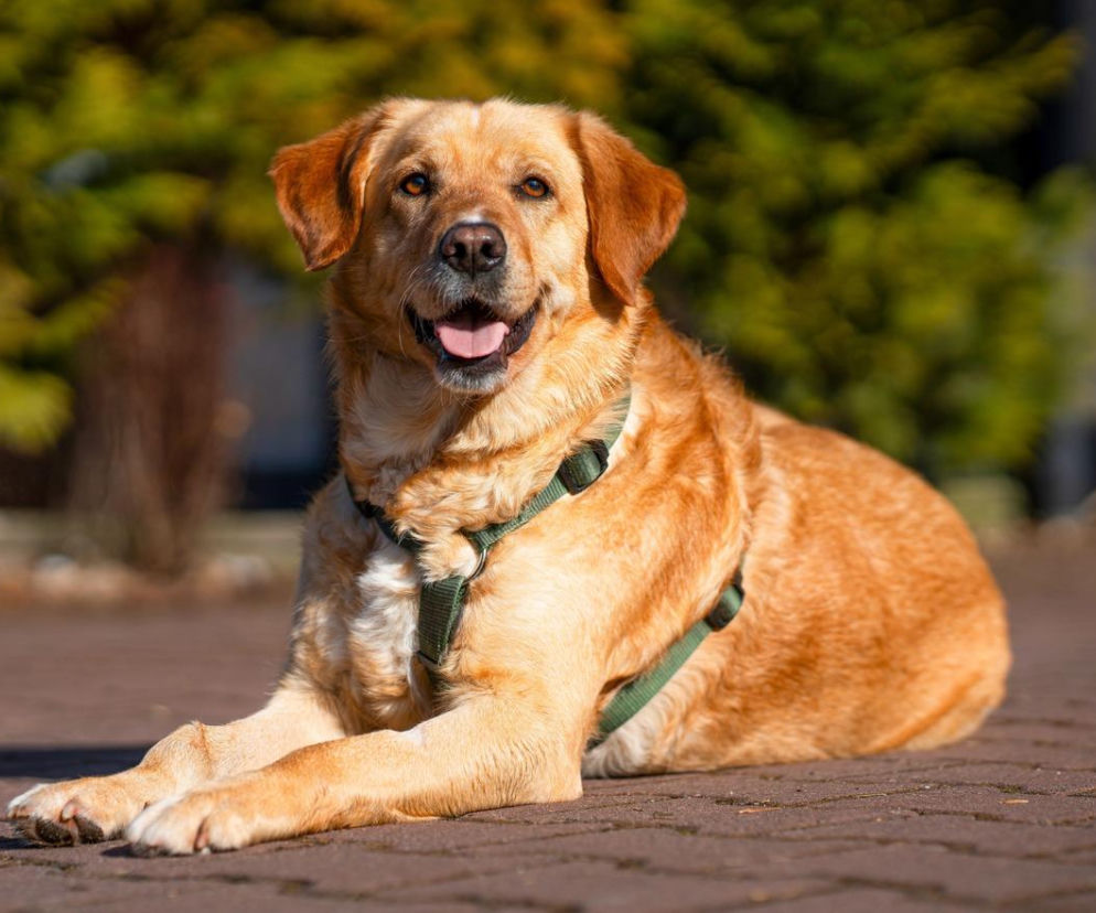 Kaufland i TOZ wspólnie na rzecz zwierząt. Poznaj pyszczki ambasadorów akcji – zwierzaki z charakterem!