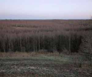 Biebrzański Park Narodowy UGASZONY. Zobacz, jakie zniszczenia spowodował ogień