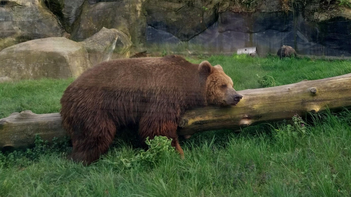 wiosenny spacer w zamojskim zoo