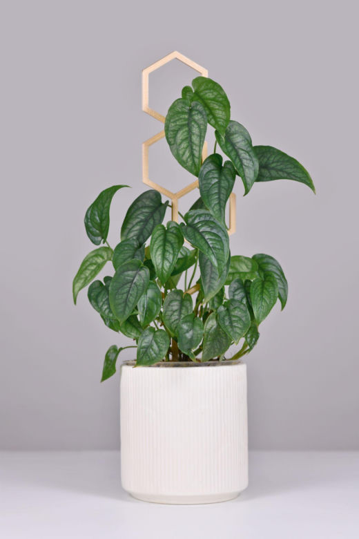 Monstera siltepecana