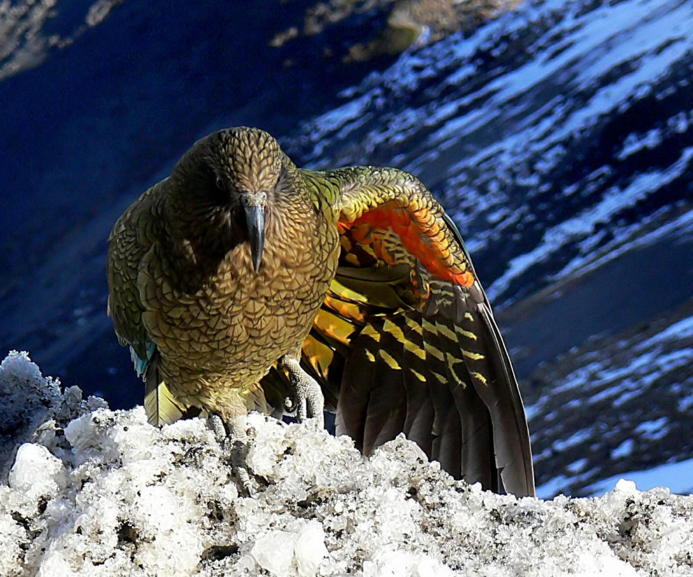 Papuga kea