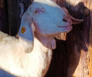 Żywa szopka w Żydowcach