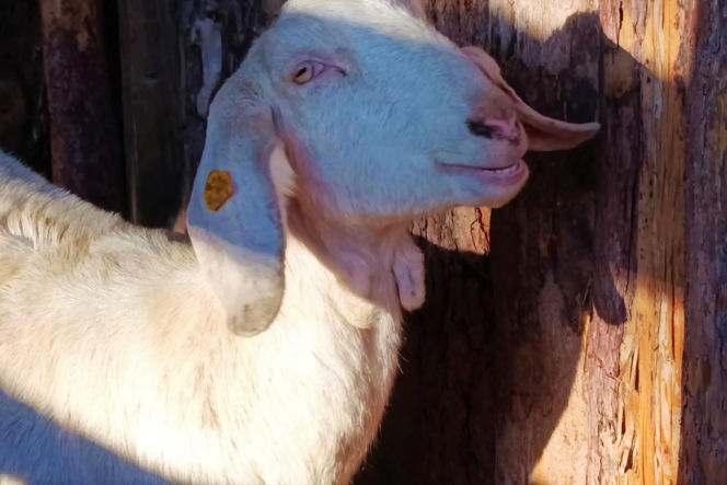 Żywa szopka w Żydowcach